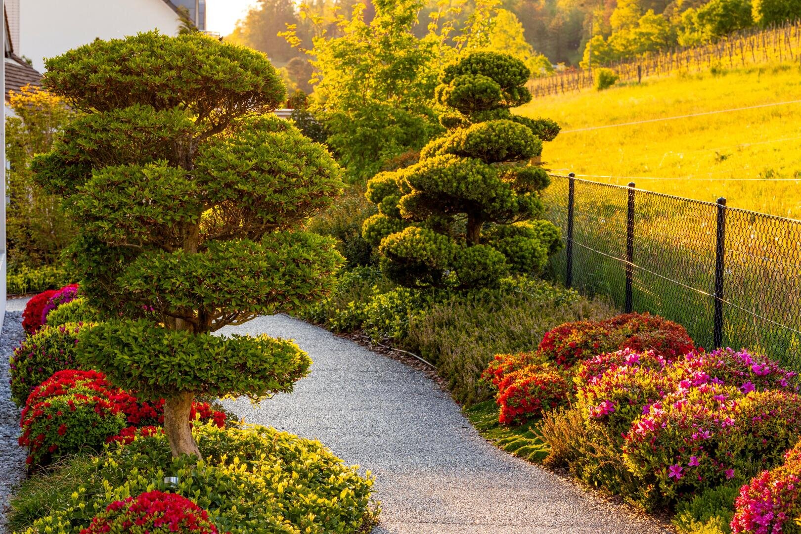 A gravel path winds through a landscaped garden of clipped topiary trees and lush flowering shrubs bathed in warm, golden sunlight near a wire fence and an open grassy area.