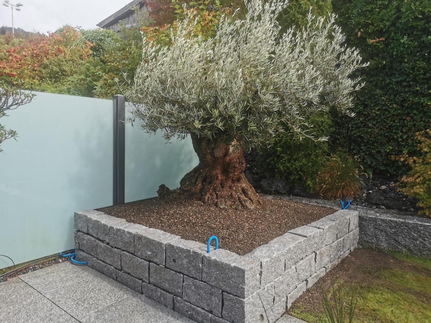 Ein alter Olivenbaum mit einem dicken Stamm steht in einem erhöhten Steintopf in einem Garten, der von einem Milchglaszaun begrenzt und von Grünpflanzen umgeben ist. Blaue Gartenschläuche liegen auf dem Boden und neben dem Pflanzgefäß.