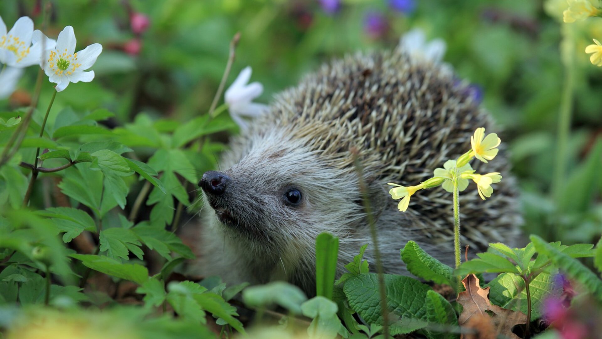 Ein Igel mit braunen und weißen Stacheln sitzt zwischen grünen Blättern und gelben und weißen Wildblumen in einem Garten, umgeben von sanftem, natürlichem Sonnenlicht.
