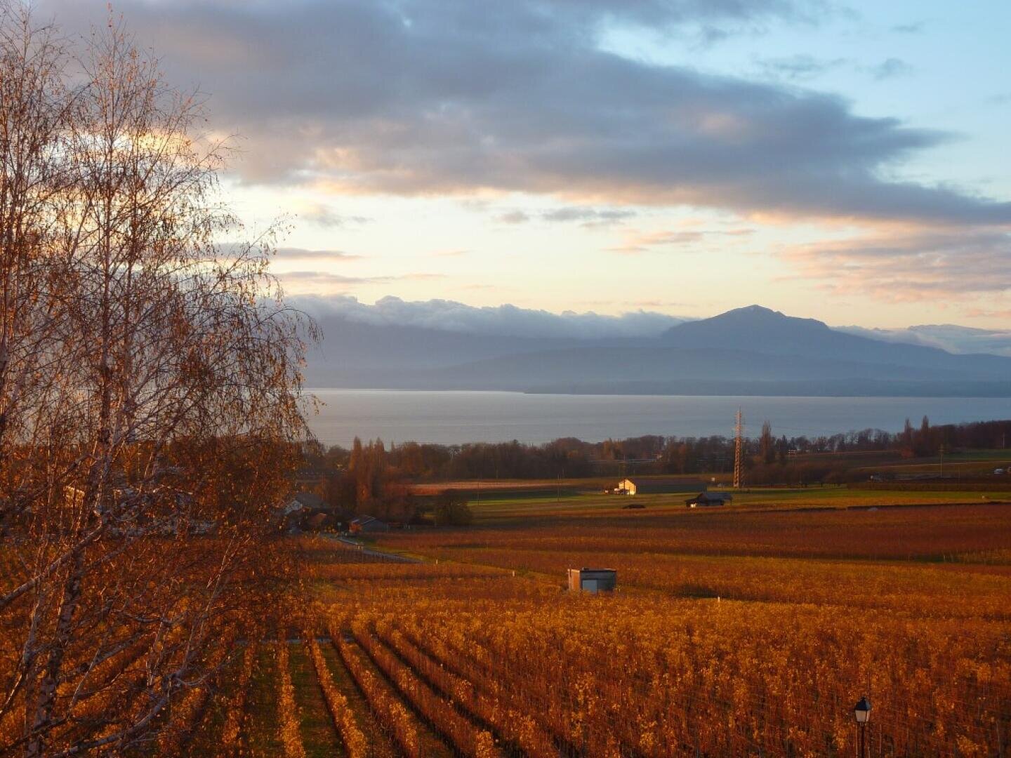 Sunset over a vineyard with golden autumn leaves, a leafless tree in the foreground, a calm lake in the middle distance, and mountains under a partly cloudy sky in the background.