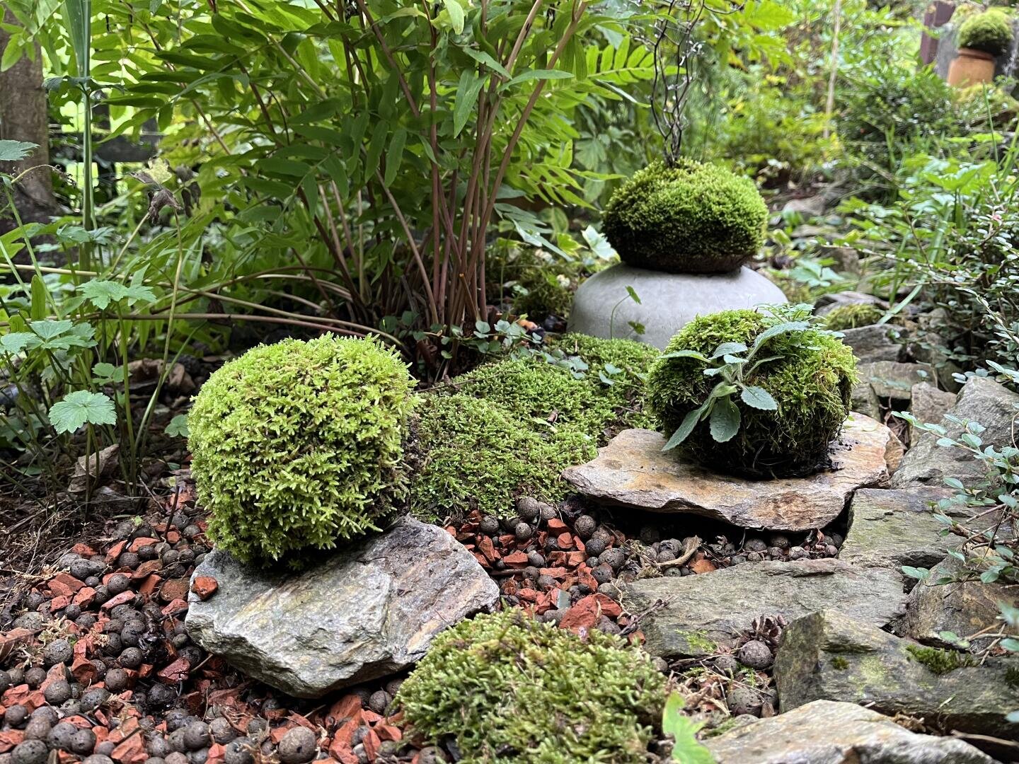 Eine üppige Gartenszene mit moosbedeckten Steinen, runden Mooskugeln, grünen Pflanzen und felsigem Boden, die eine ruhige, natürliche Umgebung schaffen.