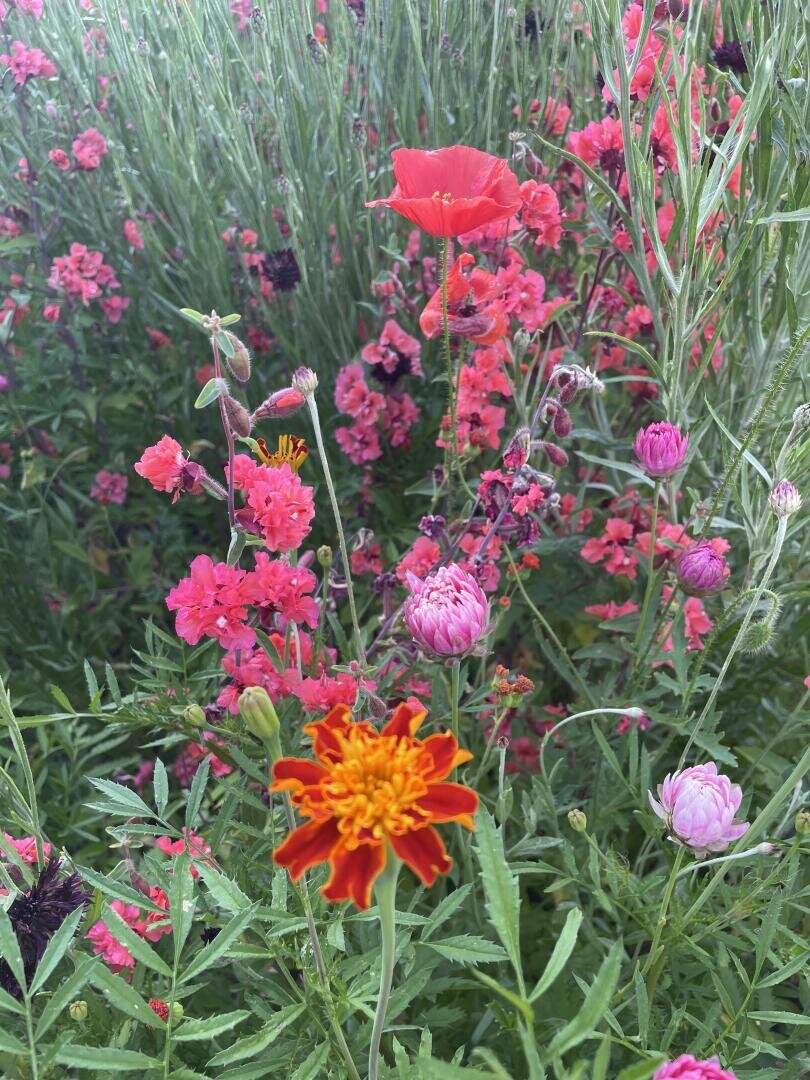 Eine lebhafte Gartenszene mit verschiedenen blühenden Blumen, darunter eine auffällige orangefarbene Ringelblume im Vordergrund und rosa, magentafarbene und rote Blüten, die von grünen Blättern und Stängeln umgeben sind.
