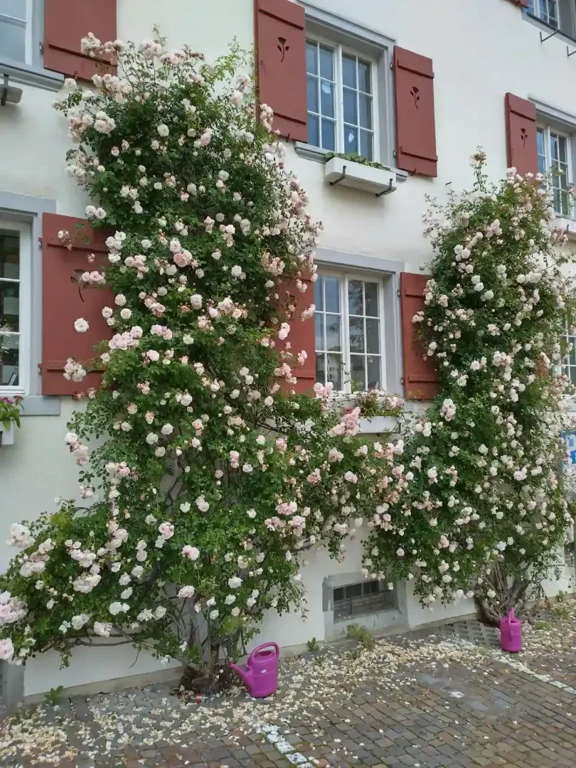 Zwei Rosenstöcke mit zartrosa Blüten klettern an der Außenwand eines Gebäudes mit roten Fensterläden und weiß gerahmten Fenstern empor. Am Fuße stehen rosa Gießkannen; die Blütenblätter sind auf dem Kopfsteinpflaster verstreut.