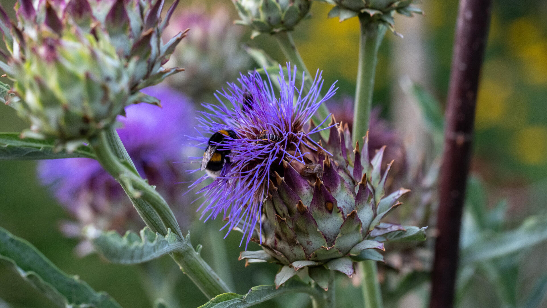 Eine Nahaufnahme einer Hummel, die Nektar von einer stacheligen, violetten Artischockenblüte sammelt, umgeben von grünen Stängeln und Blättern, mit einem weichen, natürlichen Hintergrund.
