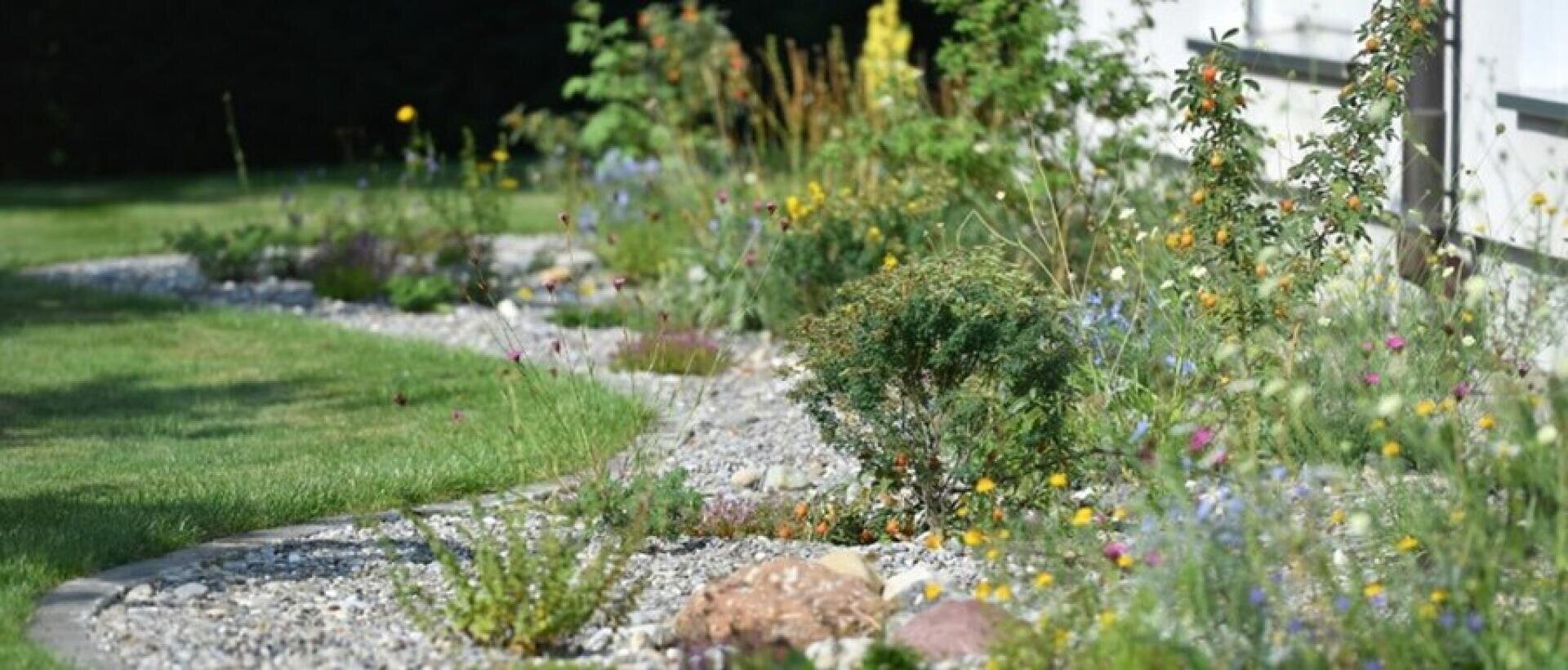 Ein geschwungenes Gartenbeet mit Kiesmulch und verstreuten Steinen, mit einer Mischung aus Wildblumen und grünen Sträuchern neben einem weißen Gebäude, begrenzt durch einen gepflegten Rasen.