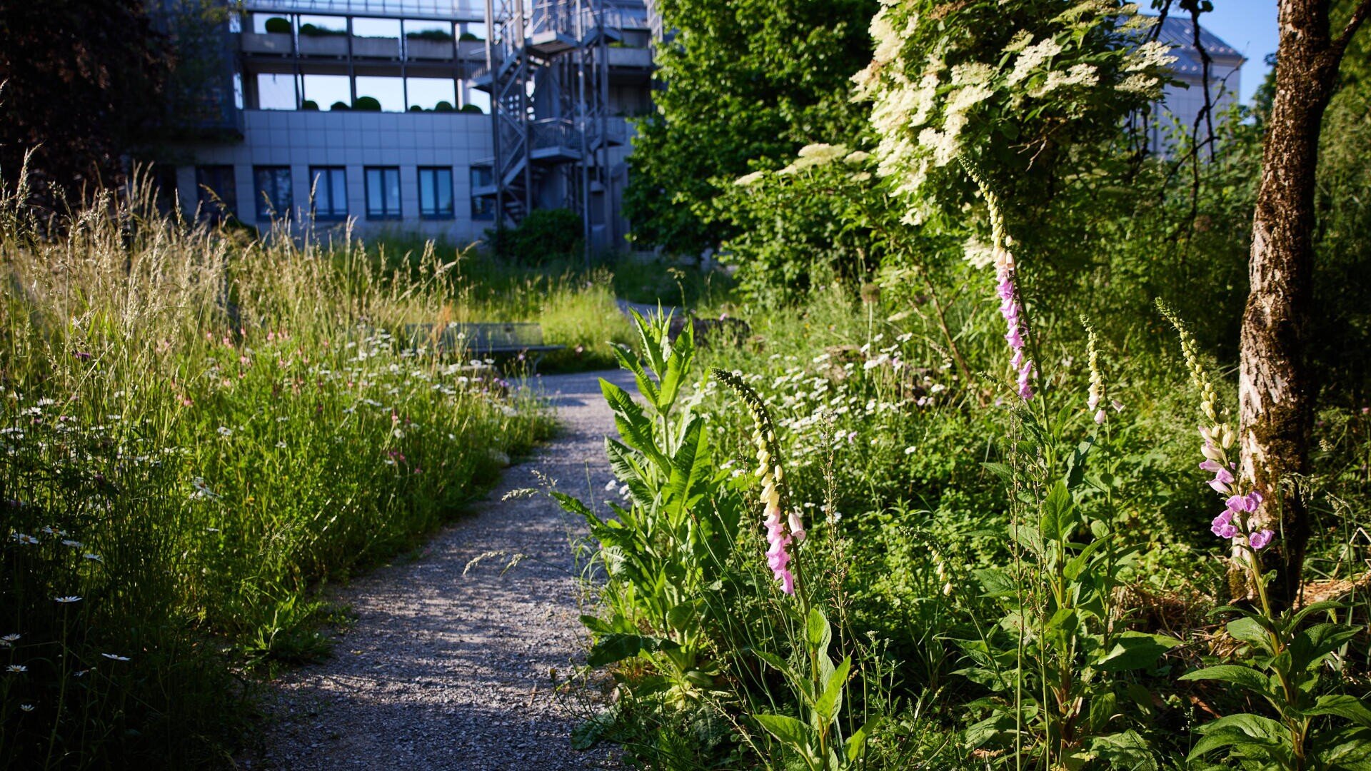 Ein schmaler Kiesweg schlängelt sich durch hohes Gras und Wildblumen, darunter auch rosa Fingerhut, während im Hintergrund im hellen Sonnenlicht ein modernes Gebäude und eine Metalltreppe zu sehen sind.