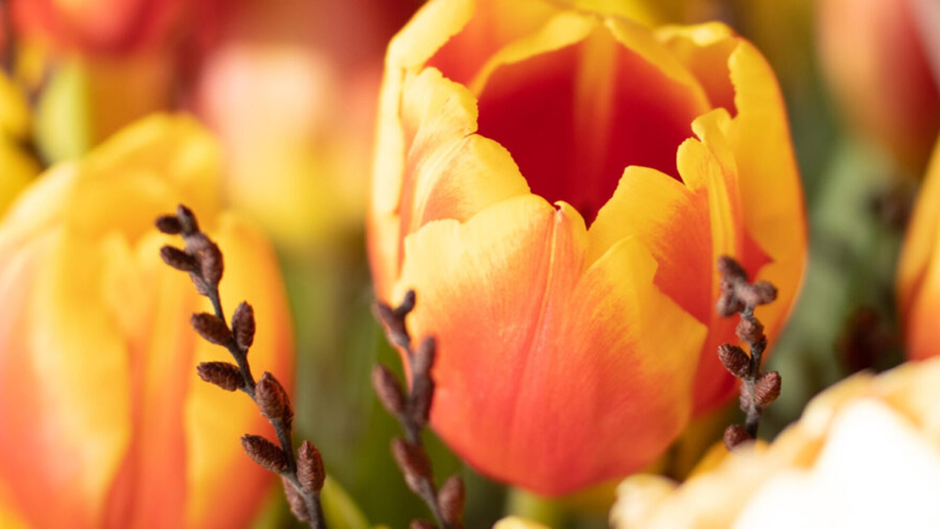 Eine Nahaufnahme von leuchtend gelben und orangefarbenen Tulpen mit einigen braunen Zweigen im Vordergrund, die eine helle und farbenfrohe Blumenszene ergeben.