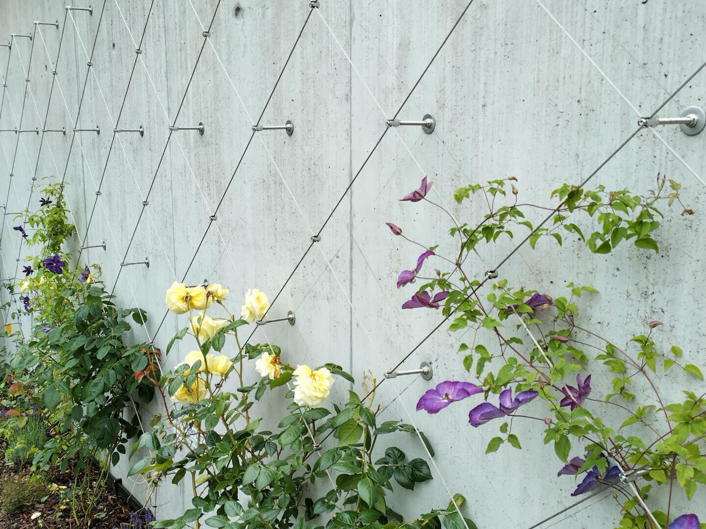 Gelbe und violette Blumen wachsen an Ranken, die von einem rautenförmigen Drahtspalier getragen werden, das an einer grauen Betonwand befestigt ist.