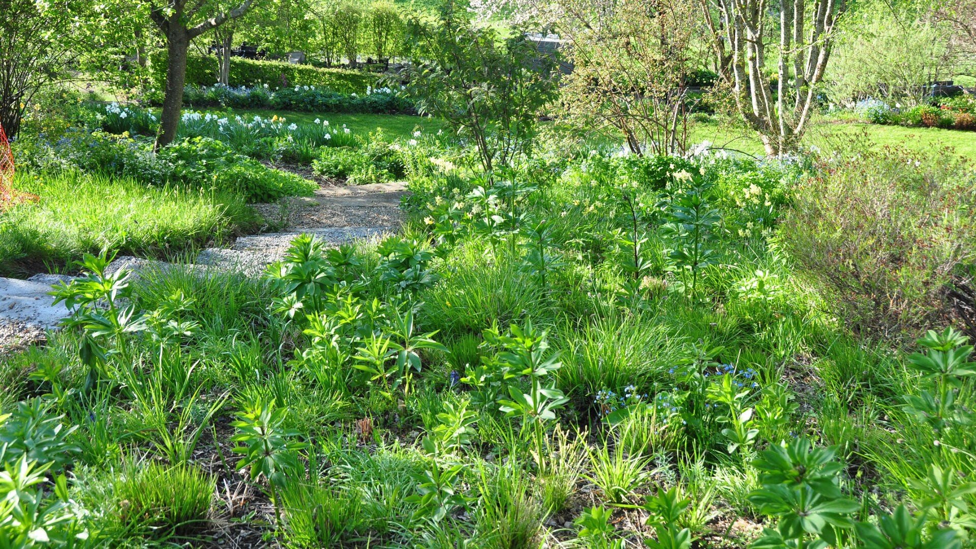Ein üppiger Garten mit hohem, grünem Gras, verschiedenen Pflanzen und Sträuchern, gesäumt von Bäumen. Ein schmaler Kiesweg schlängelt sich im hellen Sonnenlicht durch die Grünanlage.