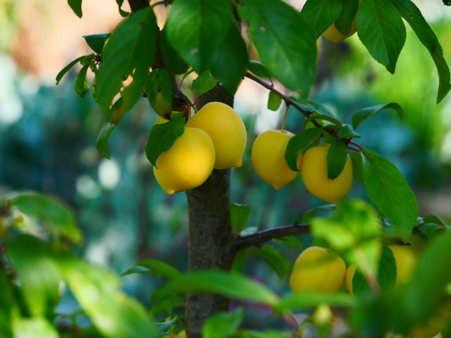 Yellow plums hanging on a branch between green leaves in a sunlit garden, with a blurred background.