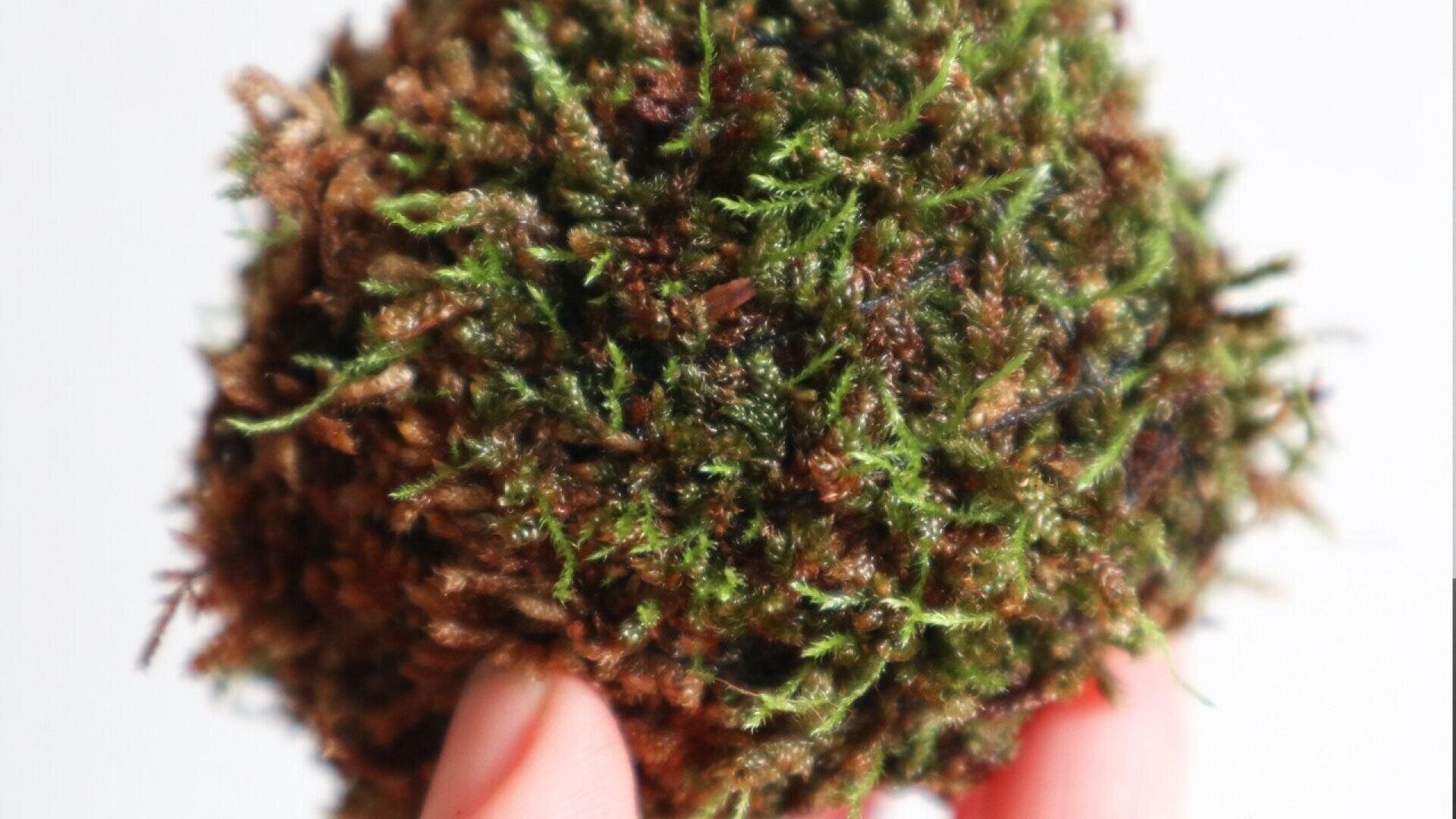 A close-up of a hand holding a round ball of green moss against a plain white background.