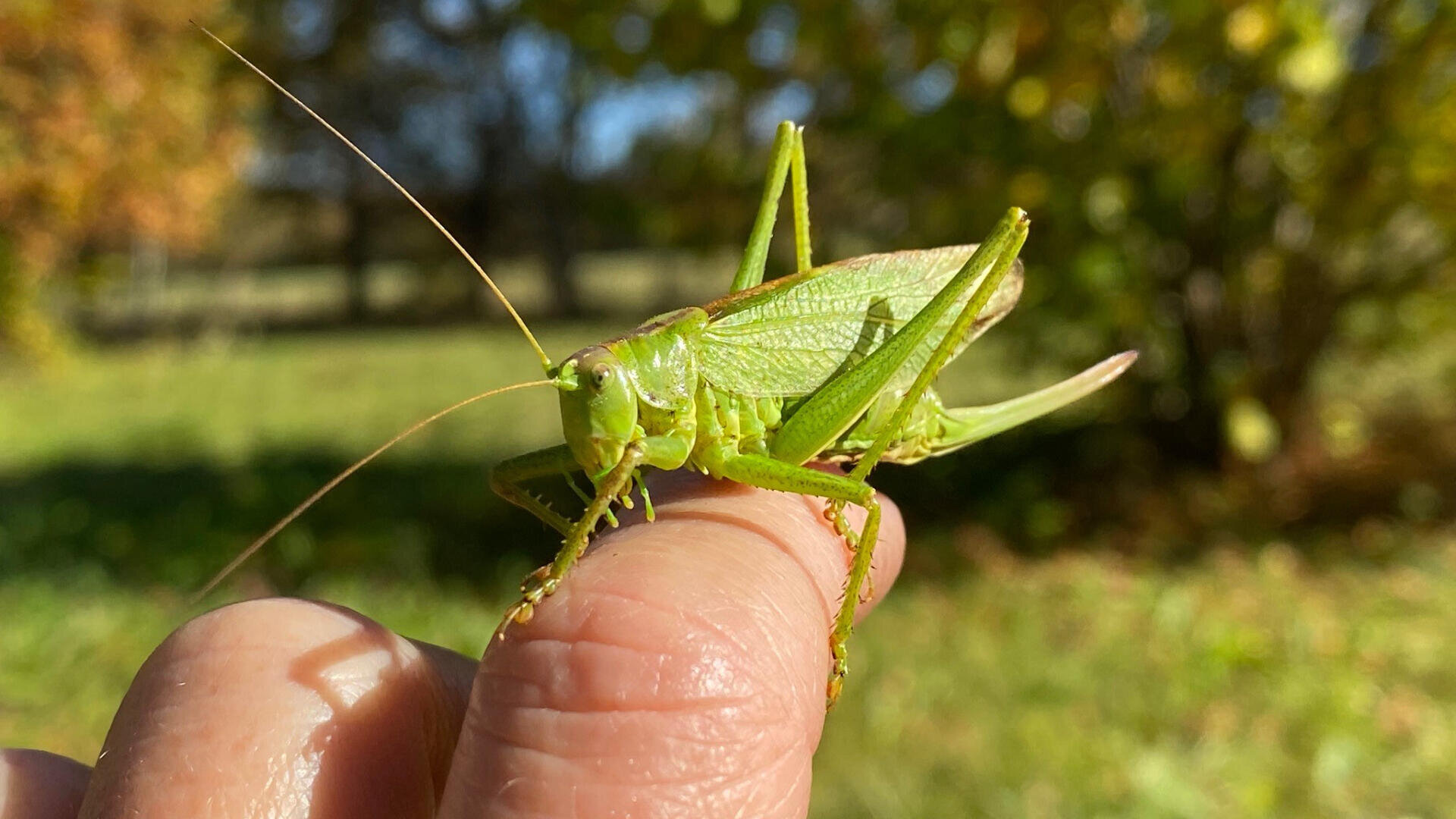 Eine Nahaufnahme eines leuchtend grünen Grashüpfers, der auf dem Finger einer Person im Freien sitzt, mit verschwommenen grünen Bäumen und Gras im Hintergrund.