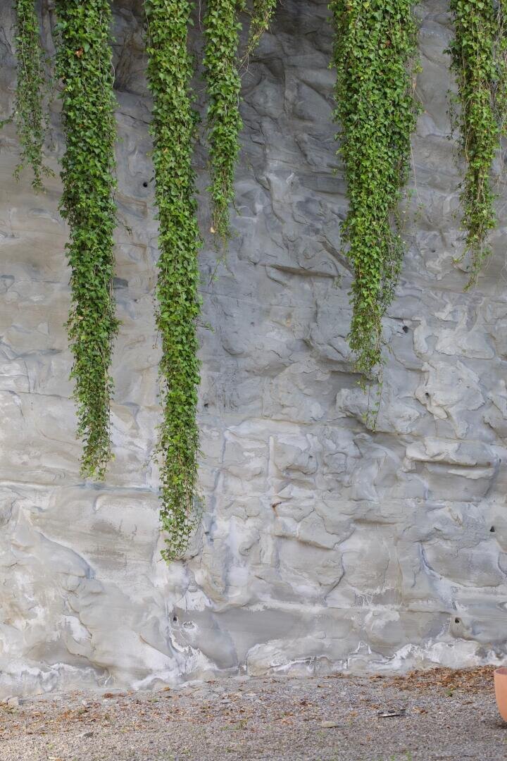 Long green vines hang down in front of a textured gray stone wall, with some gravel and the edge of a terracotta-colored object at the bottom right corner.