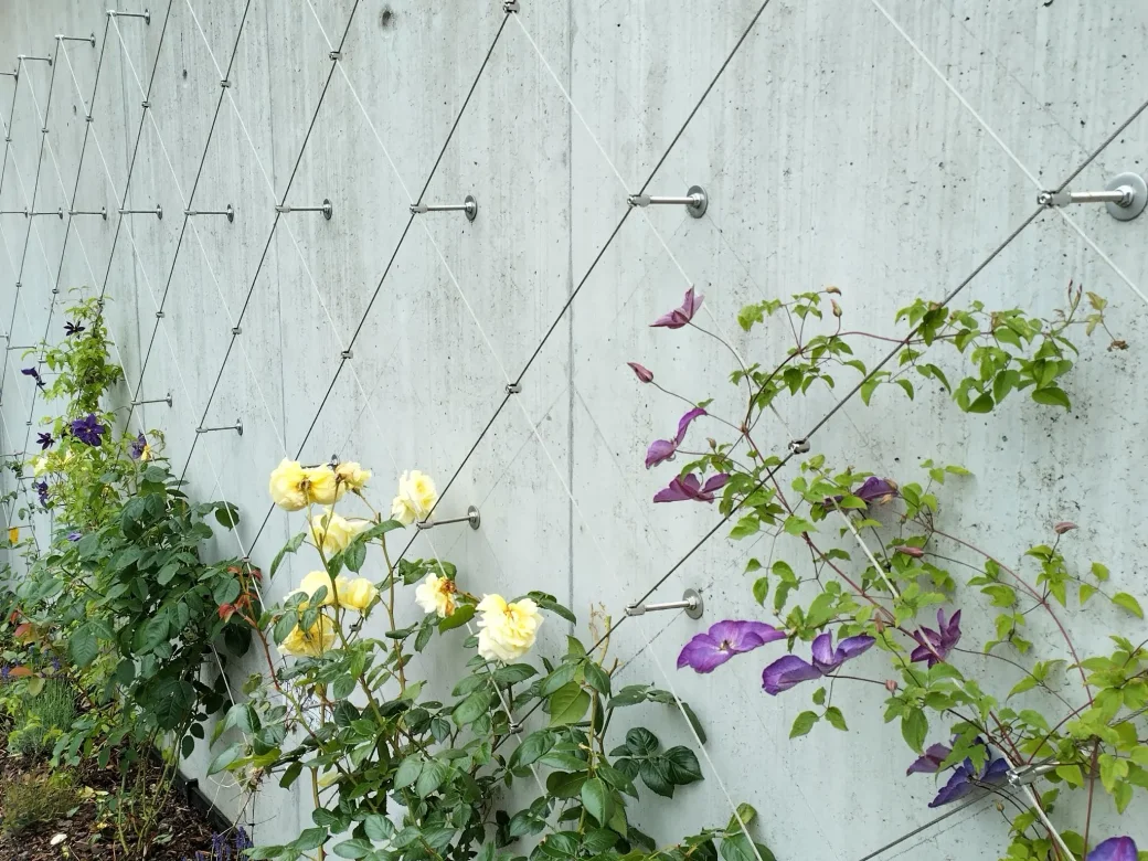 Gelbe und violette Blüten wachsen entlang einer Betonmauer, die von einem rautenförmigen Gitter aus Metalldrähten gestützt wird, die mit Bolzen an der Mauer befestigt sind. Grüne Blätter und Stängel klettern an der Drahtstruktur empor.