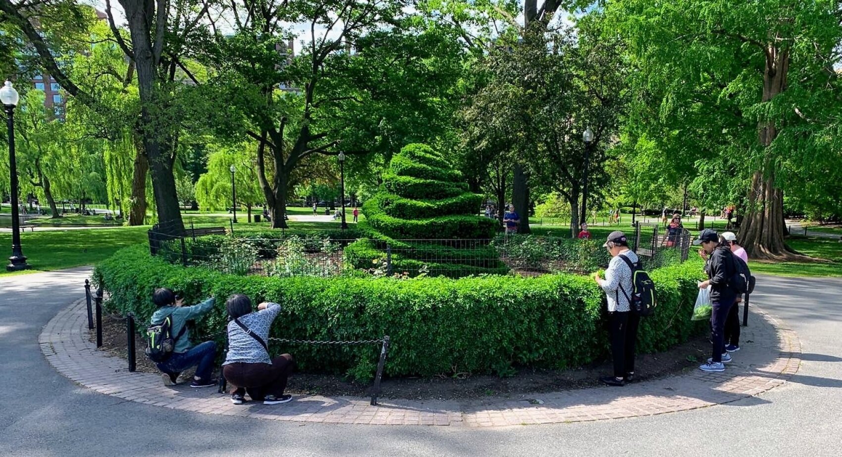 On a sunny day, several people gather around a circular hedge to photograph a large, spiral topiary in a park with lush green trees.