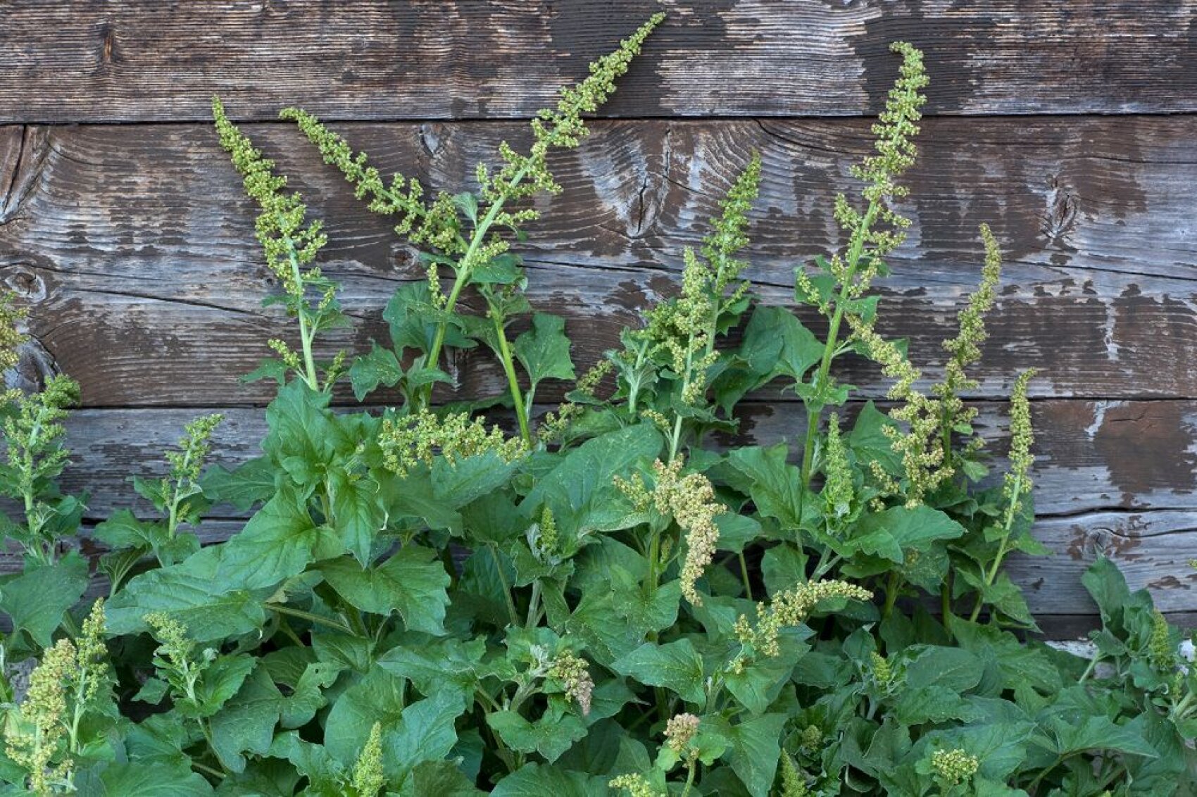 Green leafy plants with clusters of small yellow-green flowers grow in front of a weathered wooden wall with visible grain and cracks.