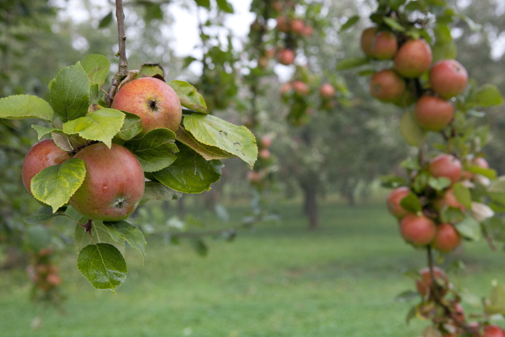 Close-up of ripe red apples hanging from tree branches with green leaves in an orchard, blurred green grass and more apple trees in the background.