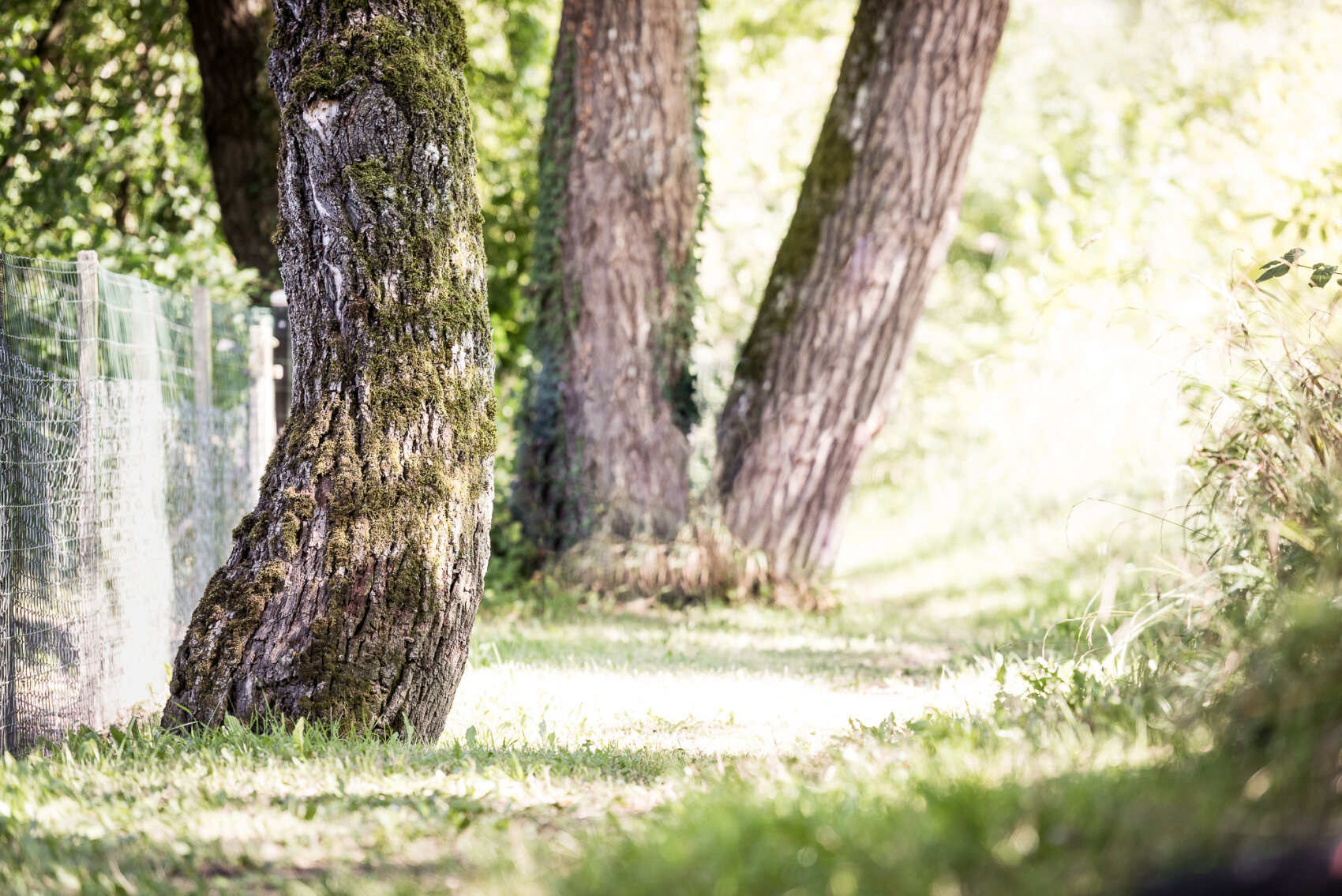 Three large, mossy tree trunks stand beside a wire fence on a sunlit, grassy path. Dappled sunlight filters through the green leaves, creating a peaceful, natural scene. The background is softly blurred.