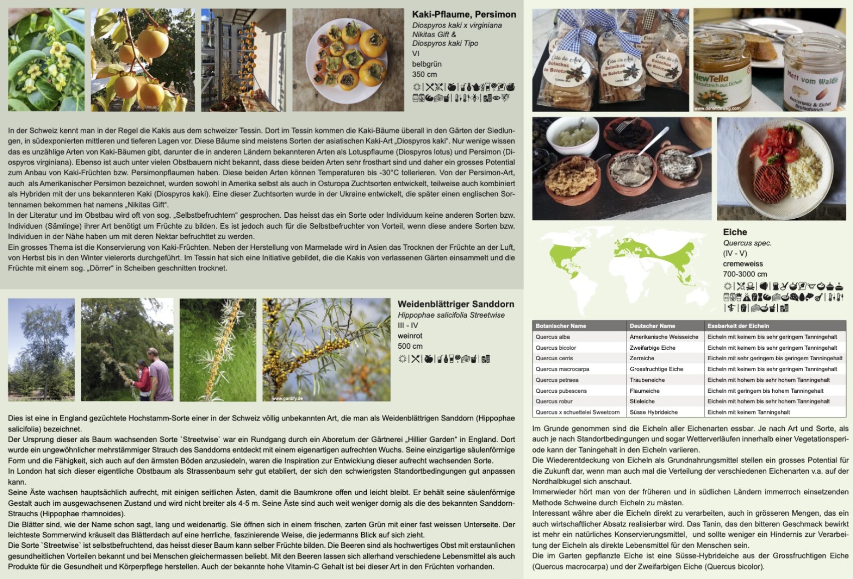 A multilingual infographic with text, photos of persimmons, jars, fruits, acorns, a map and people harvesting plants; includes facts about the species persimmon, oak and sea buckthorn as well as descriptions in German and English.