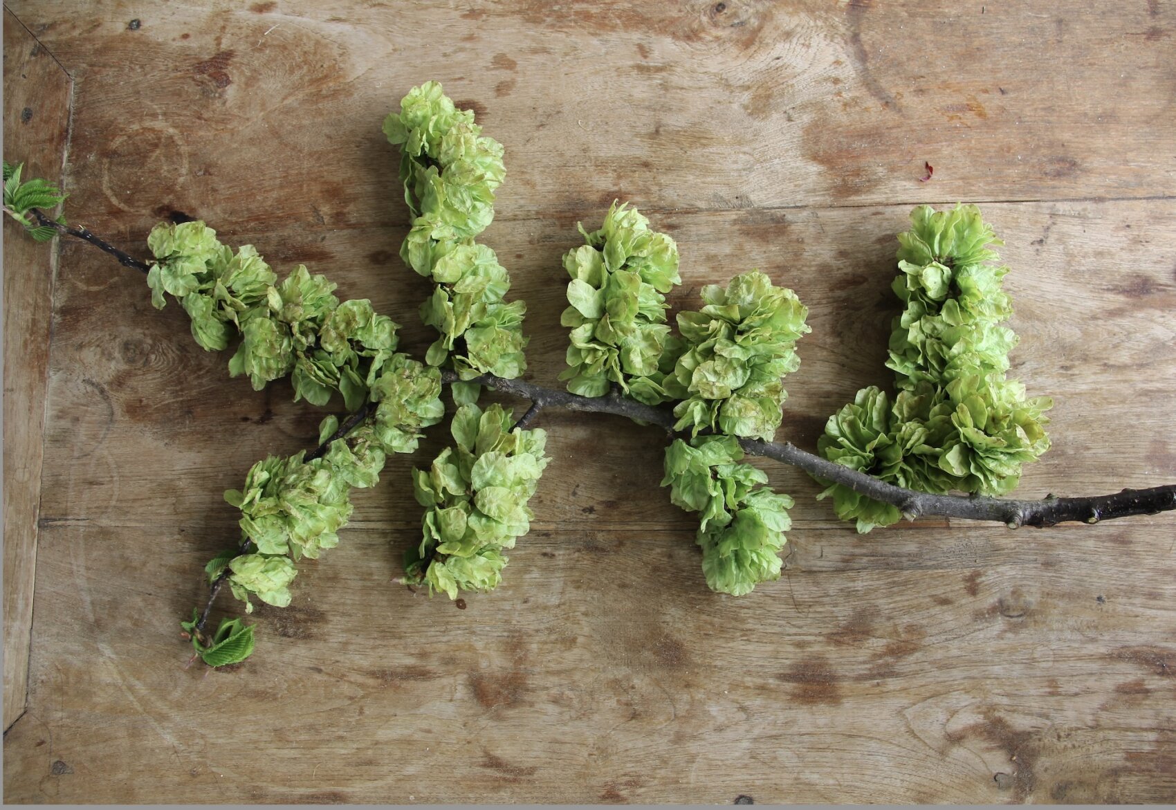 A branch with clusters of light green seed pods lies on a rustic wooden surface and forms a zig-zag pattern in the picture.