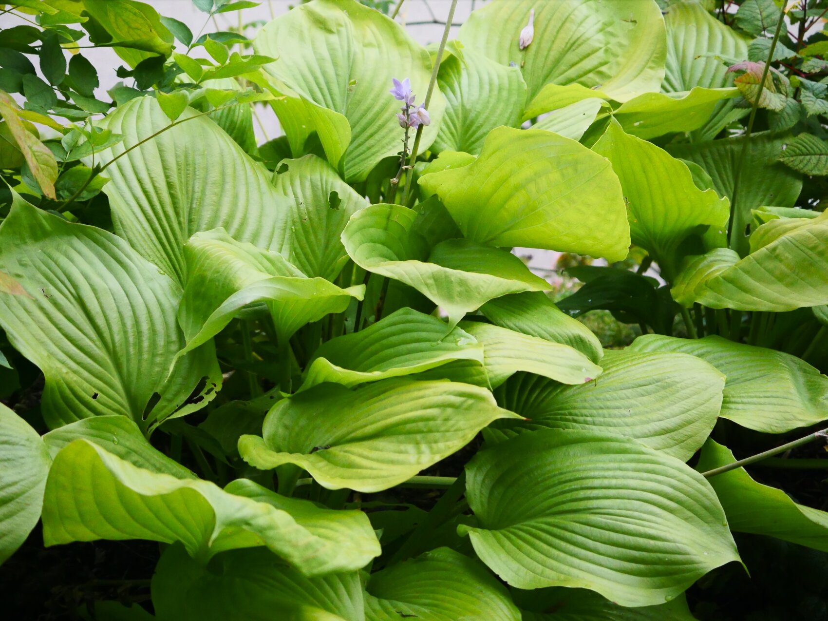 Large, overlapping green hosta leaves with deep grooves fill the picture. A small, pale purple flower rises above the foliage, and the sunlight highlights the plant's vibrant, healthy leaves.