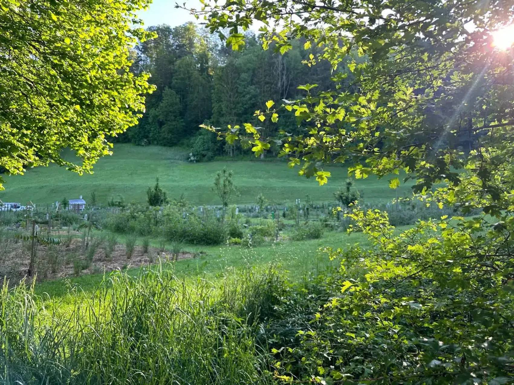 A lush, green landscape with tall grass, bushes and trees. The sunlight falls through the leafy branches in the foreground and illuminates a sloping grassy hill and the dense forest in the background.