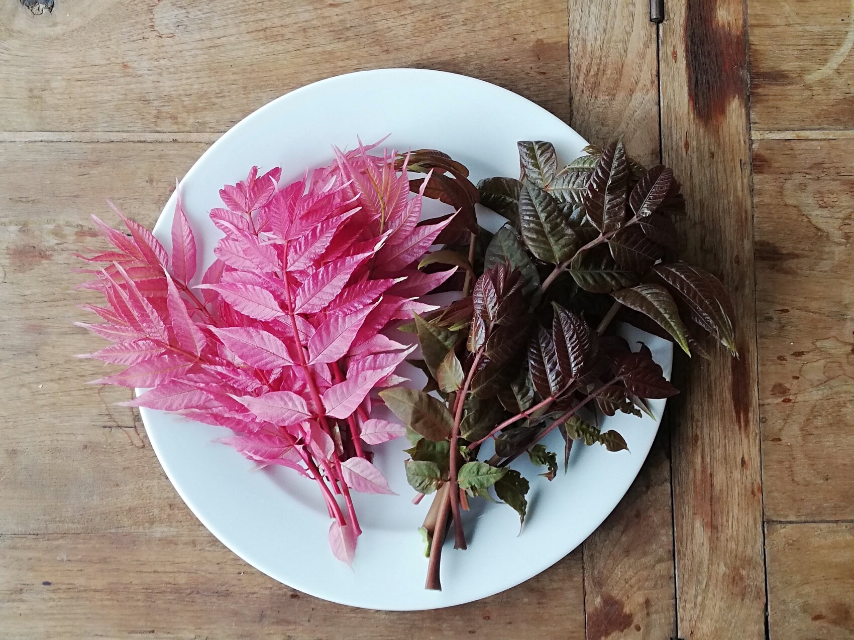 Two bouquets of leaves lie on a white plate on a wooden base: one bouquet is bright pink, the other dark purple-brown. The leaves have different textures and vein patterns.