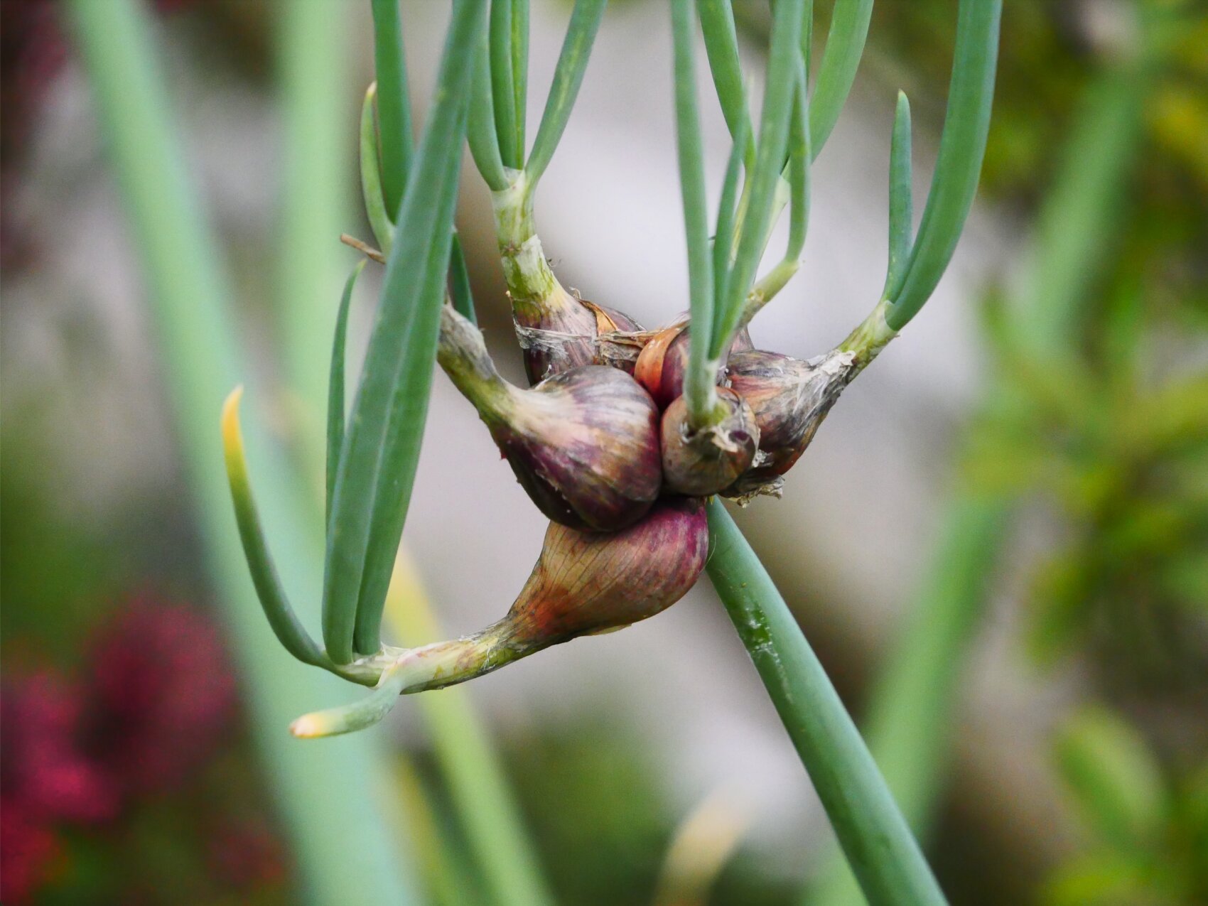 Close-up of a tuft of bulbils on a stem of an Egyptian onion plant with green leaves and a blurred natural background.