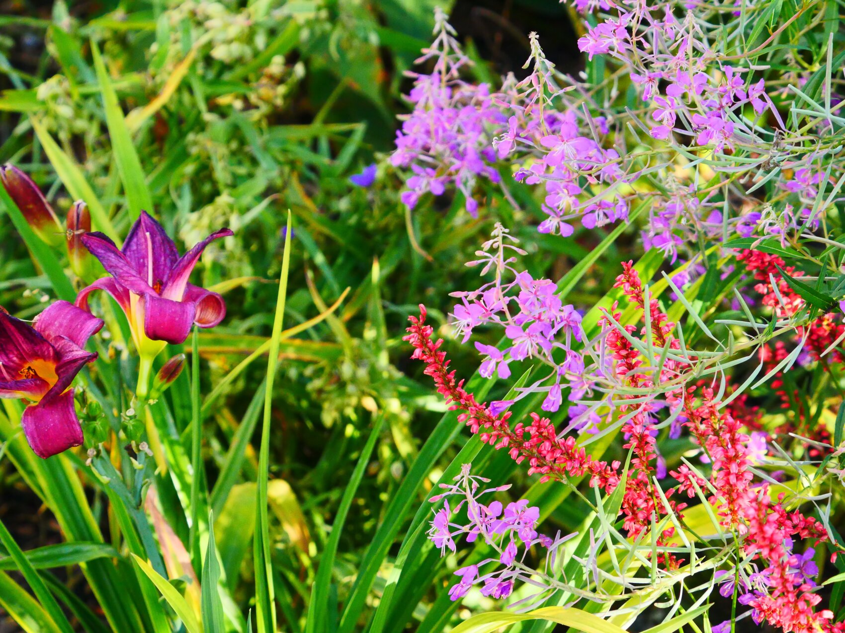 Close-up of a vibrant garden with deep purple lilies, clusters of small pink and purple flowers and green foliage in bright sunlight.