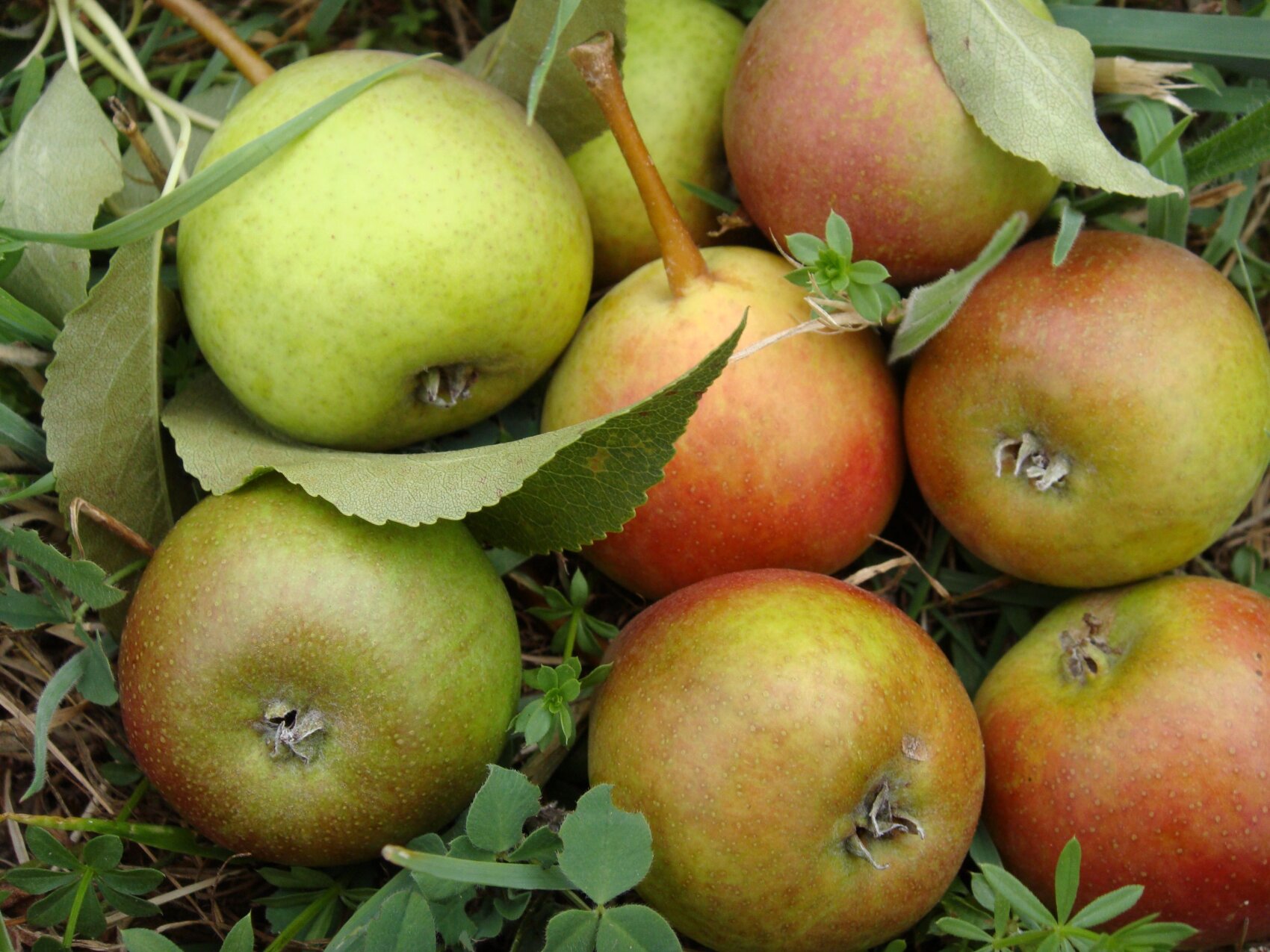 Close-up of several apples, some green, others red, lying on grass and leaves. The apples have natural spots and stems.