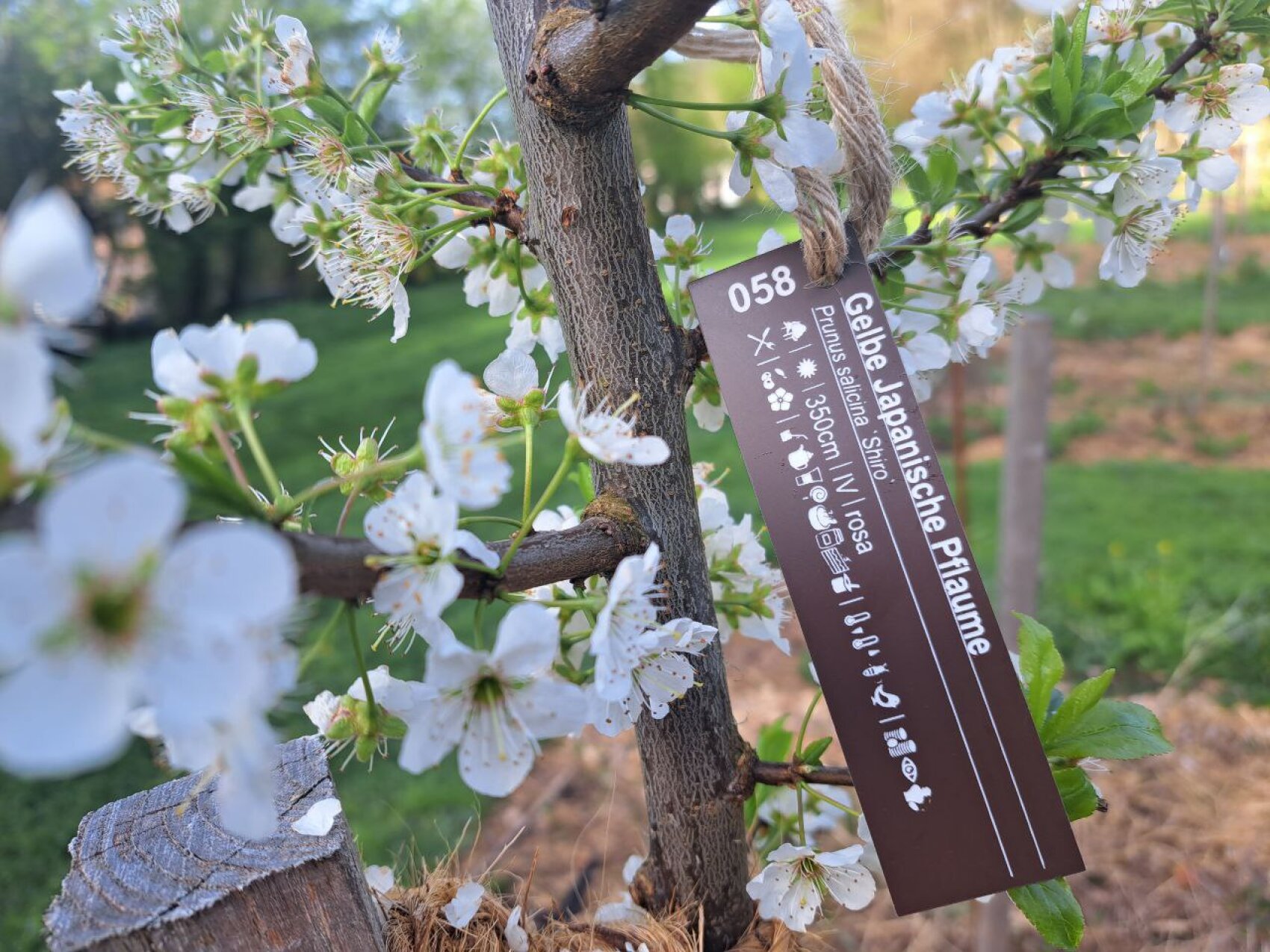 Close-up of a tree branch with white flowers and green leaves. A brown label attached to the branch reads "Yellow Japanese Plum" with care instructions in German. The background is a blurred green.