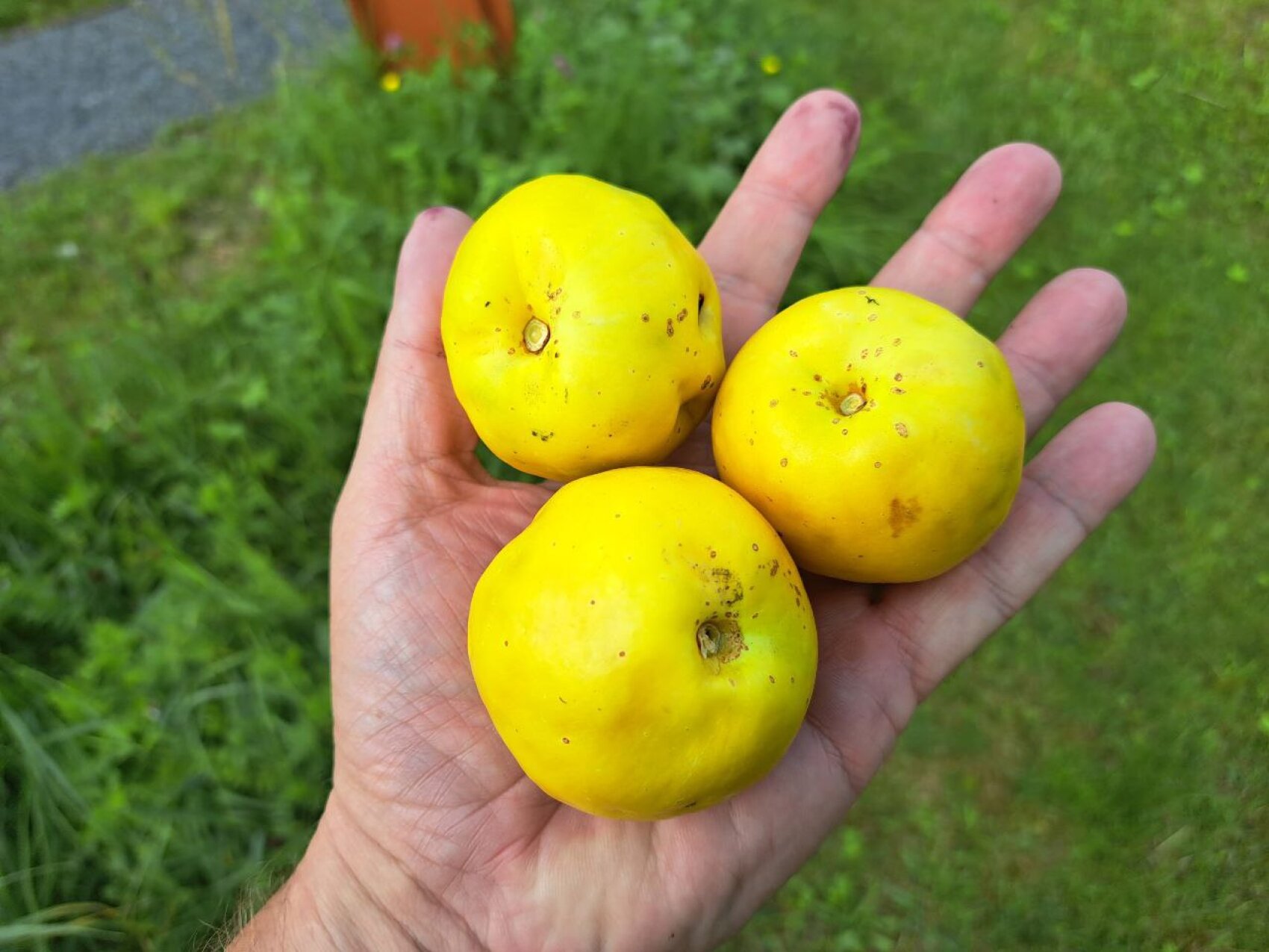 A hand holding three round, yellow quinces in the open, with green grass and plants blurring in the background.