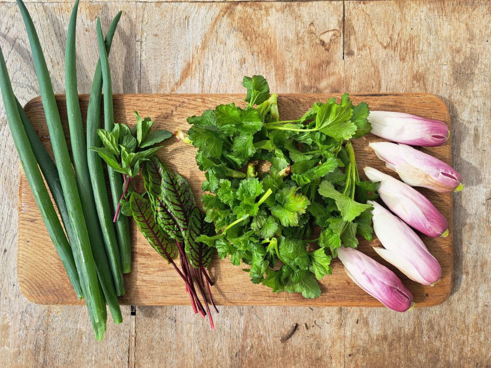 Green onions, mint, red sorrel, coriander and purple Belgian endive lie on a wooden board on a rustic table.