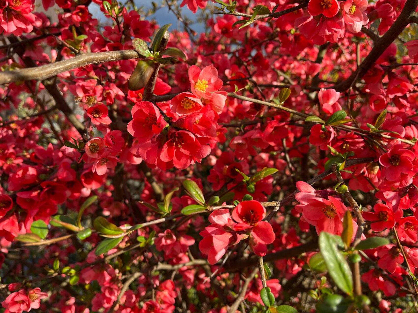 A dense cluster of bright pink flowers with a yellow center, surrounded by green leaves and brown twigs, blooms in bright sunlight.